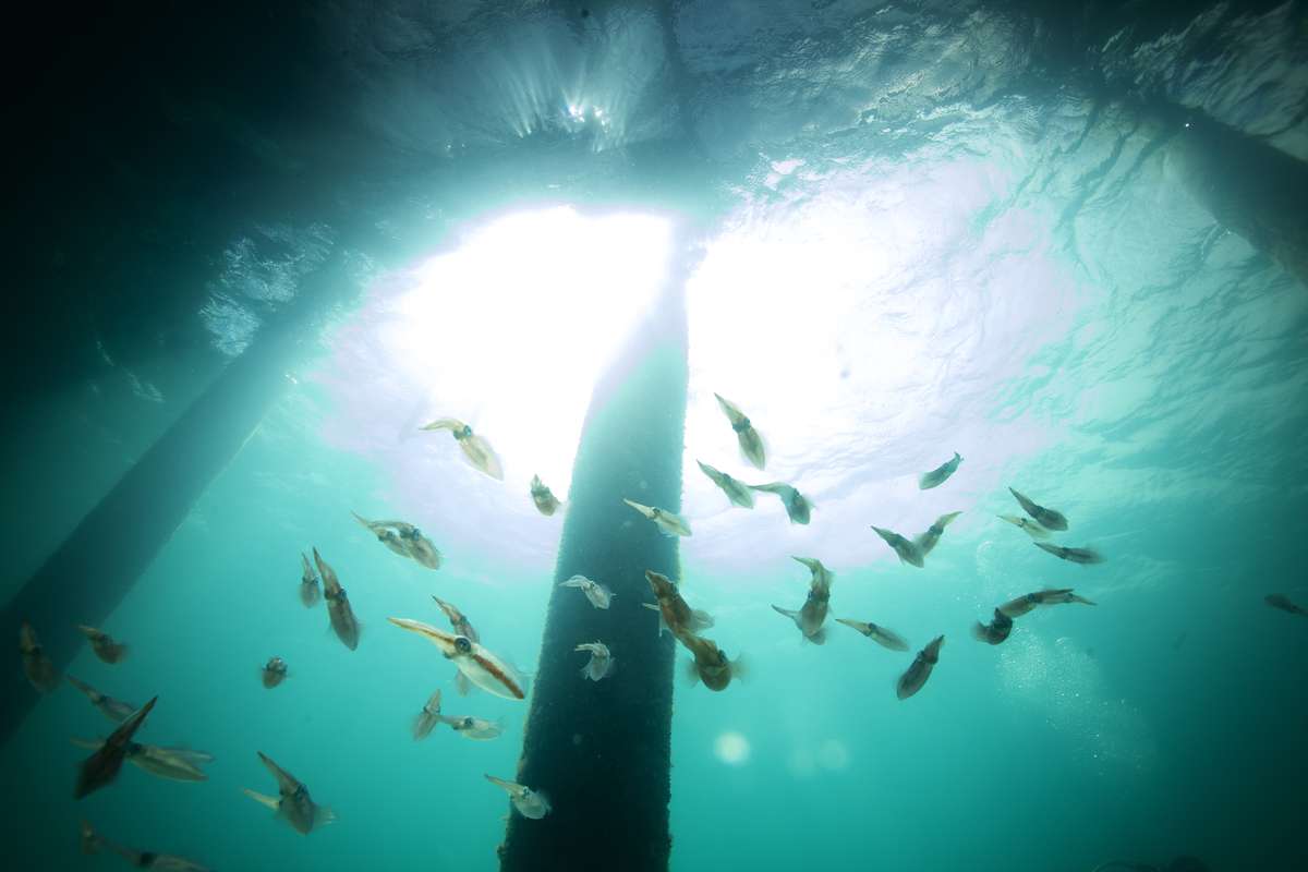 Rosenxt Metals of an oil plant under water
