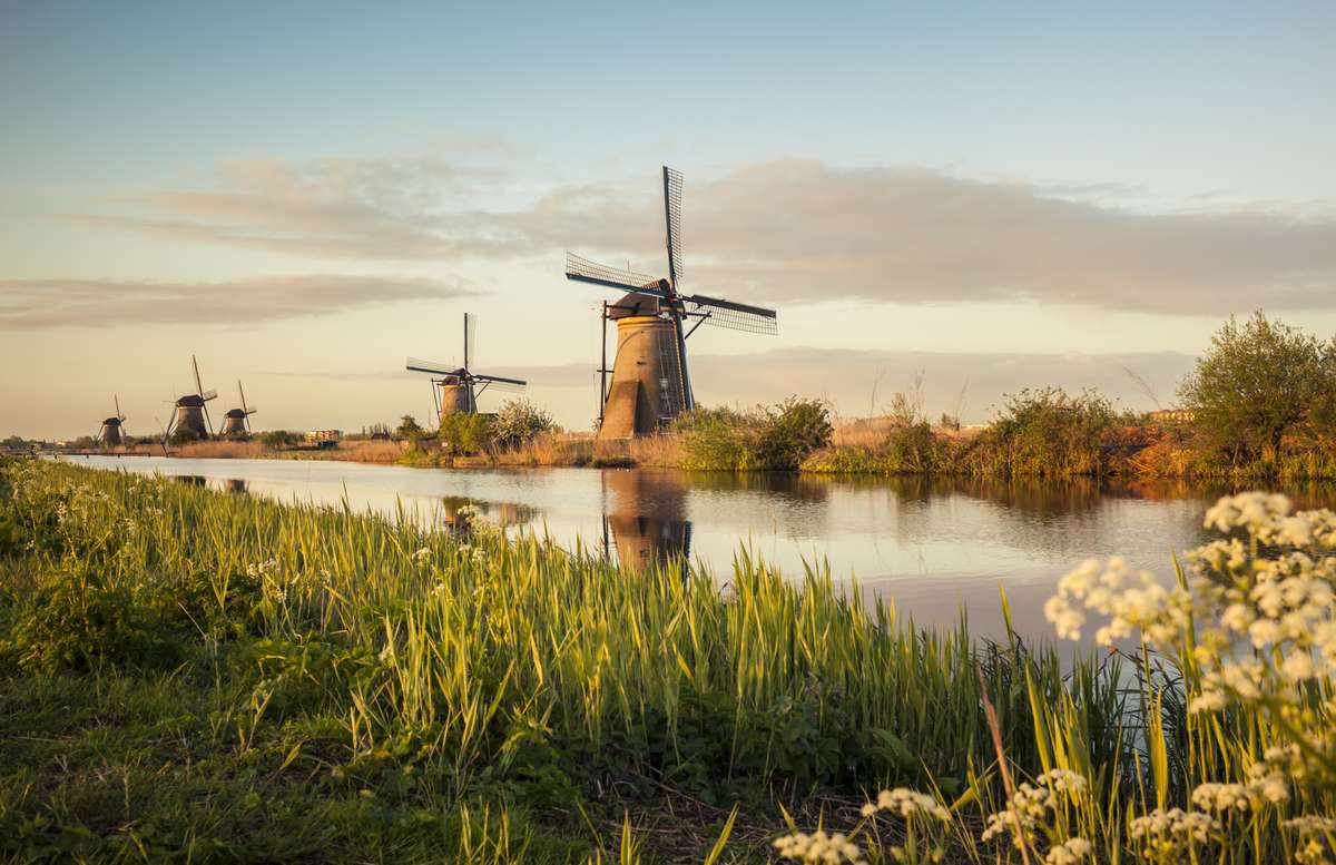 Rosenxt Standart Picture Netherlands with windmill