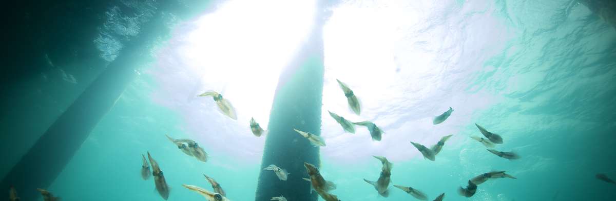 Rosenxt Metals of an oil plant under water